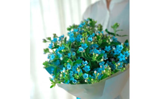 《6ヵ月定期便》 ブルースター 花束 初回花瓶付 定期便 定期コース 全6回 延命剤付き ラッピング 花びん 生花 花束 ブーケ 花 お花 おすすめ 可愛い キレイ おしゃれ 自宅 職場 ギフト