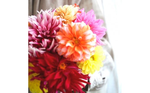 《3ヵ月定期便》 ダリア 花束 初回花瓶付 定期便 定期コース 全3回 延命剤付き ラッピング 花びん 生花 花束 ブーケ 花 お花 おすすめ 可愛い キレイ おしゃれ 自宅 職場 ギフト