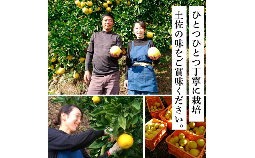 土佐の柑橘　土佐文旦５㎏詰め合わせ