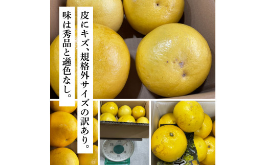 土佐の柑橘　訳あり　土佐文旦５㎏詰め合わせ　 ムッキーちゃん(皮むき機)付き