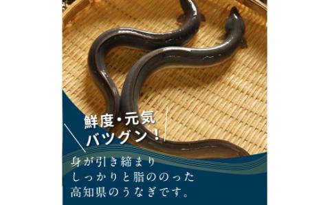“土佐料理司”三代目天の鰻蒲焼1尾セット／「仁淀川」水系の地下水使用 完全無投薬養殖 国産・高知県産〈高知市共通返礼品〉うなぎ 真空パック （ウナギ・たれセット）