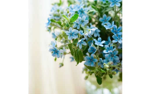 《6ヵ月定期便》 ブルースター 花束 初回花瓶付 定期便 定期コース 全6回 延命剤付き ラッピング 花びん 生花 花束 ブーケ 花 お花 おすすめ 可愛い キレイ おしゃれ 自宅 職場 ギフト