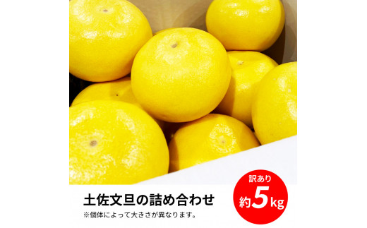 土佐の柑橘　訳あり　土佐文旦５㎏詰め合わせ