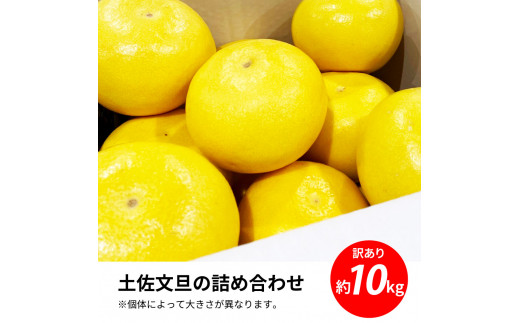 土佐の柑橘　訳あり　土佐文旦１０㎏詰め合わせ