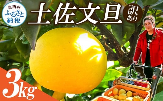 【先行予約】“高知県産”ワケあり土佐文旦（※シミ・キズあり）3kg・サイズおまかせ