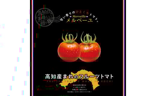 高知産フルーツトマト「メルベーユ」約1.5kg 糖度9度以上！【s-kensyo】数量限定 期間限定 故郷納税 高糖度 野菜 とまと 甘さ ミニトマト　甘い　フルティカ