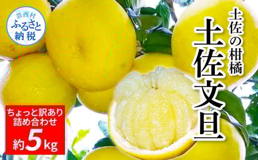 土佐の柑橘　訳あり　土佐文旦５㎏詰め合わせ