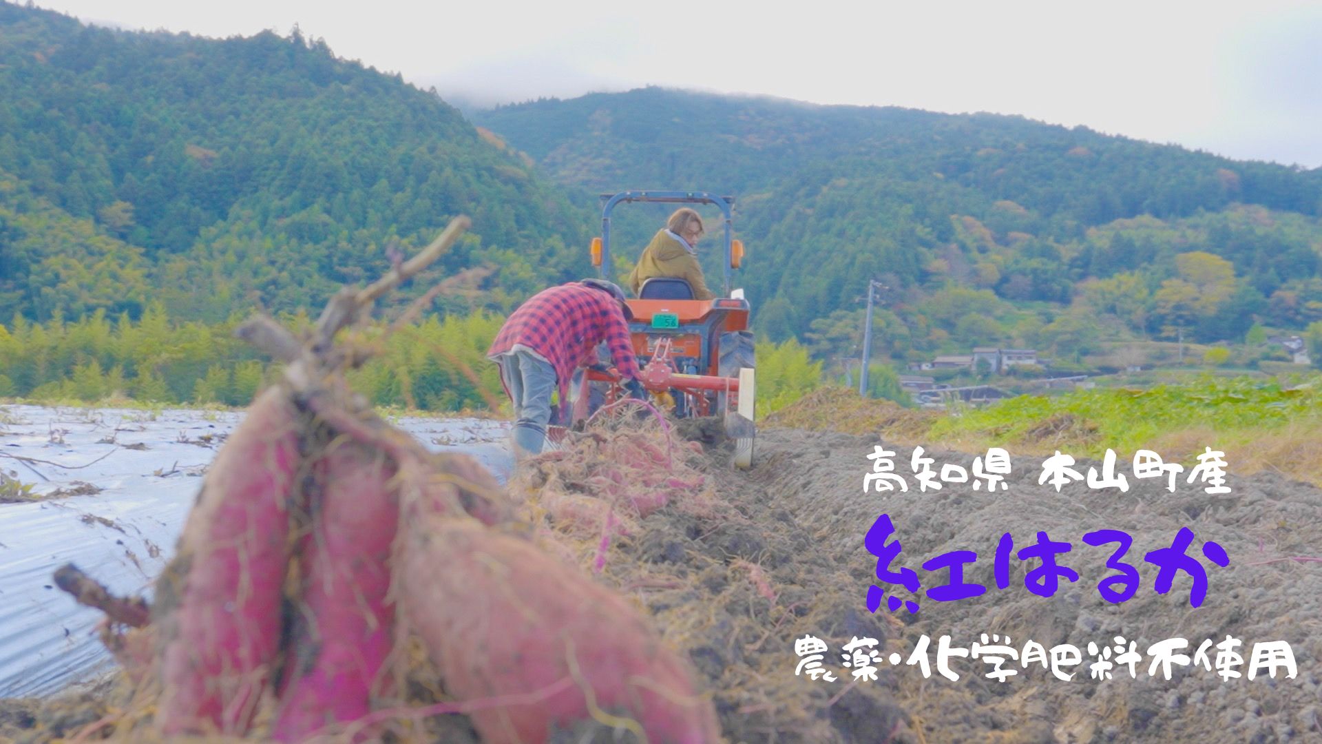 冷やし蜜焼き芋「寛芋（かんう）」2kg（500g×4P）