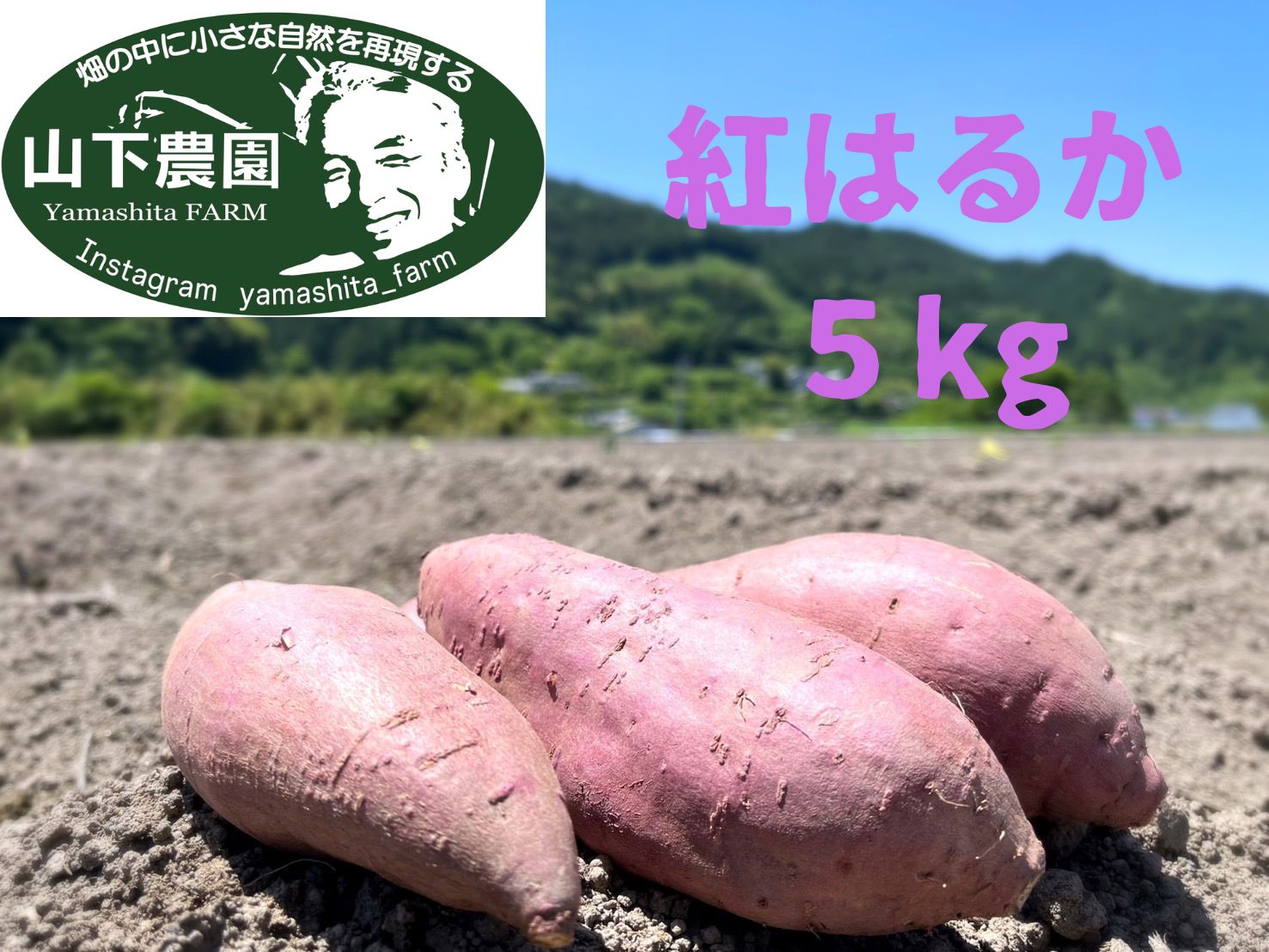 自然のままに。山下農園の超自然農法で育ったさつまいも（紅はるか）5kg