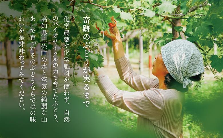 土佐ぶどう酒　白