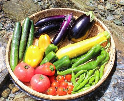 zhy4土佐れいほく野菜（4回お届け）