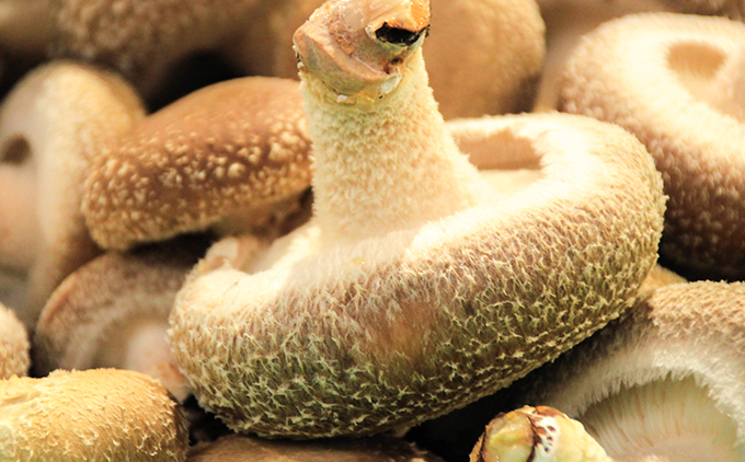 【2025年11月頃から発送】芯まで美味しい肉厚しいたけ