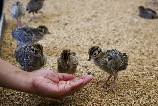 ヘルシーで旨みたっぷり！本川手箱きじコロッケ（１０個）