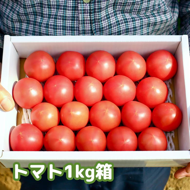 まっことうまい！水田さんのフルーツトマト【約1kg / 化粧箱入】