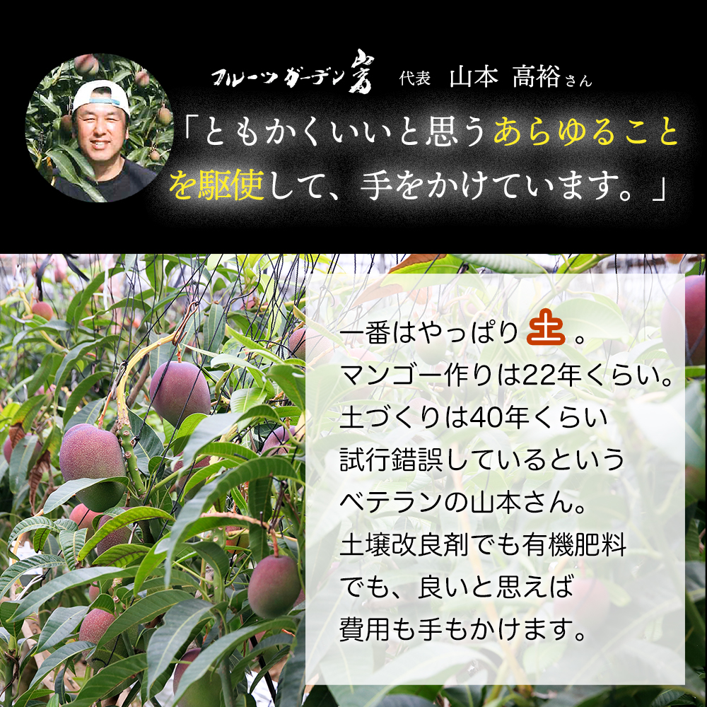 かおる・とろける！土佐マンゴー10個