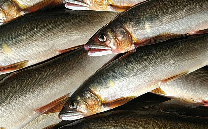 仁淀川の天然鮎（８匹～15匹）★冷凍