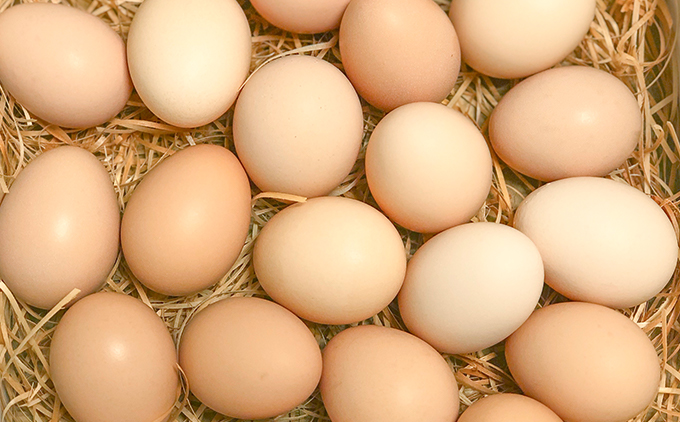 【定期便】土佐ジローたまご（12個入）×3回　約3週間毎に1回