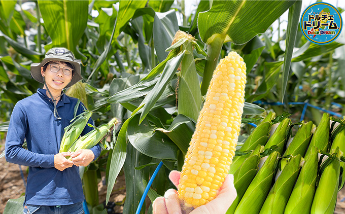 とうもろこし ドルチェドリーム20本