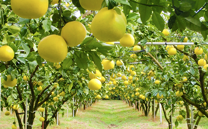 土佐文旦贈答用約5ｋｇ（高知ふるさと農園）