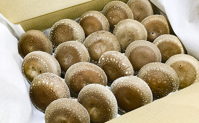 【2025年11月頃から発送】芯まで美味しい肉厚しいたけ