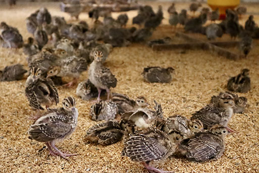 ヘルシーで旨みたっぷり！本川手箱きじコロッケ（１０個）