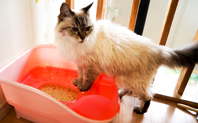 猫砂楽園　植物だから