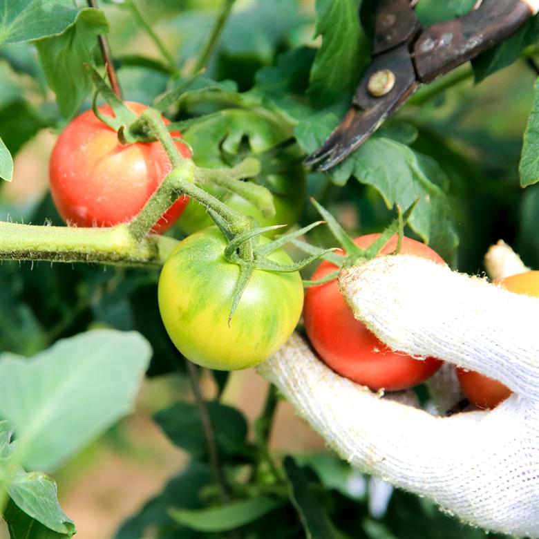 まっことうまい！水田さんのフルーツトマト【約１kg×2箱 / 化粧箱入】