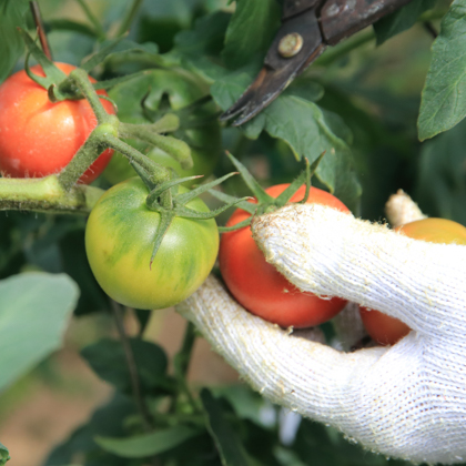 まっことうまい！水田さんのフルーツトマト【約２kg×3箱 / 化粧箱入】