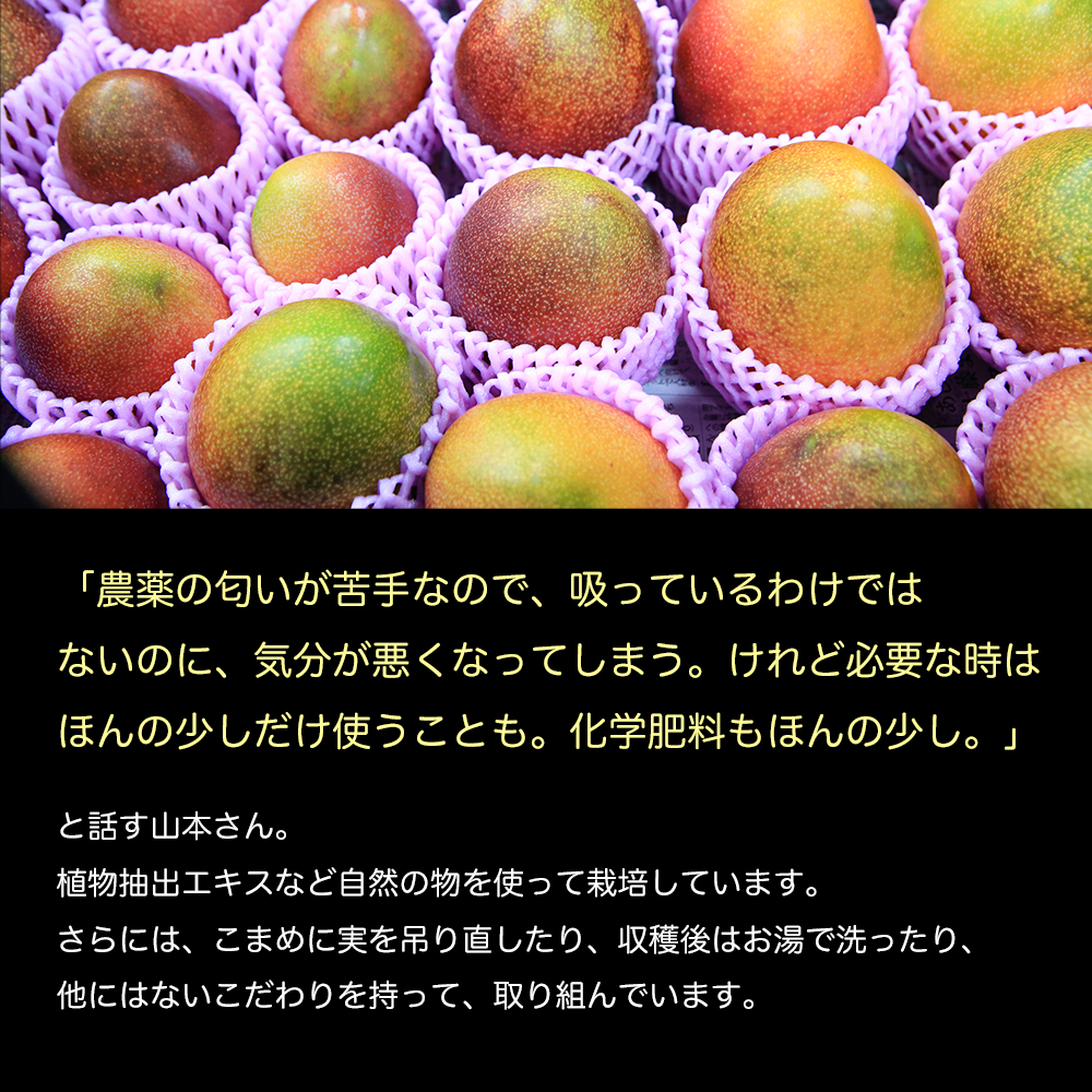 かおる・とろける！土佐マンゴー(2～5個)×４箱