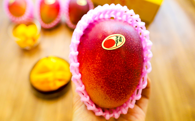 【父の日にお届け】かおる・とろける！土佐マンゴー(2～5個)