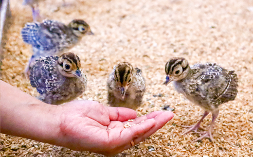 【きじ肉】土佐・本川 手箱"喜事"辛みそ鍋セット団子付（２～３人前）