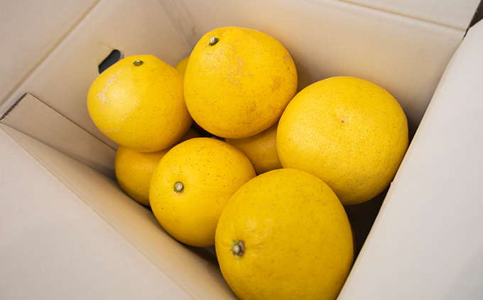 土佐文旦　家庭用5kg（池上果樹園）