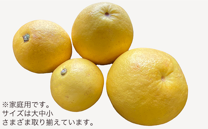 土佐文旦　家庭用3kg（池上果樹園）