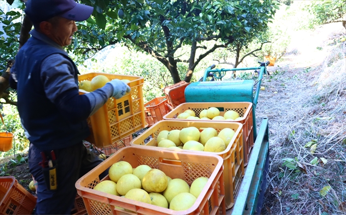 香る！さっぱり！岡林さんの土佐文旦　家庭用5kg