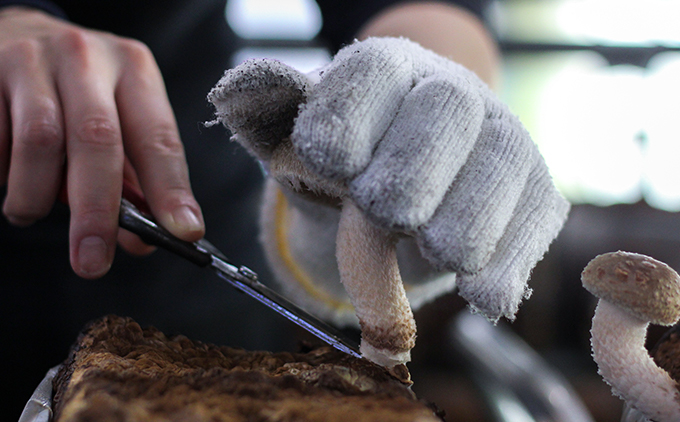 【2025年11月頃から発送】芯まで美味しい肉厚しいたけ