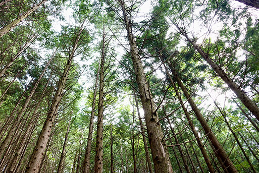 【SDGs】いの町オリジナル木製コースターセット(源太さん３種)