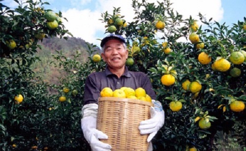 高知アイスの無添加ゆずドリンク「希釈用」200ml　2本セット