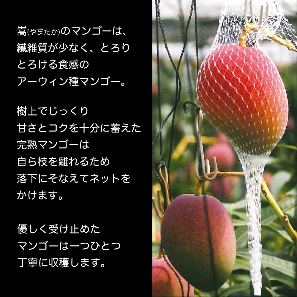 かおる・とろける！土佐マンゴー(2～5個)×４箱