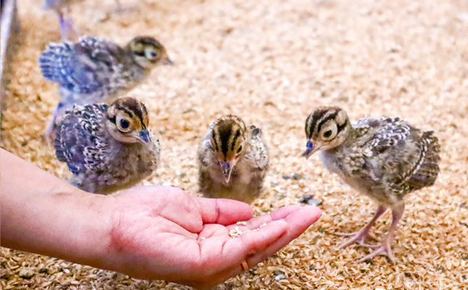 【きじ肉】きじ重４人前