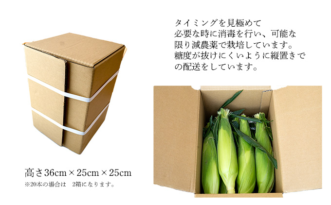 とうもろこし ドルチェドリーム10本