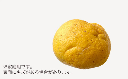 土佐文旦　家庭用10kg（池上果樹園）