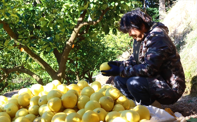 香る！さっぱり！岡林さんの土佐文旦　家庭用5kg