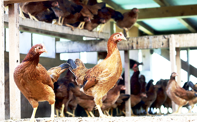 【定期便】土佐ジローたまご（1箱36個入）×12回　約3週間毎に1回