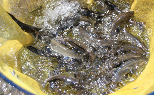 フレッシュマートキシモトさんの天然鮎（冷凍）1kg