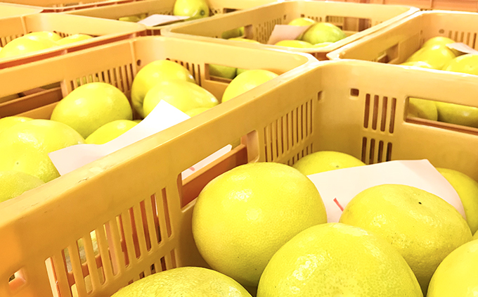 土佐文旦贈答用約3ｋｇ（高知ふるさと農園）