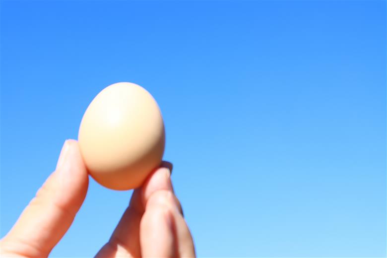 土佐ジロー卵の米粉フィナンシェ（５個）と土佐ジロー黄色プリン（５個）