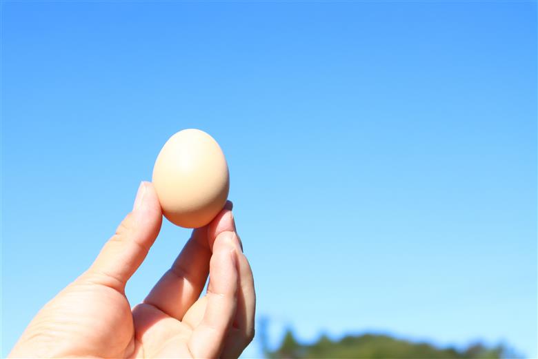 土佐ジロー黄色プリン（3個）と白いプリン（2個）