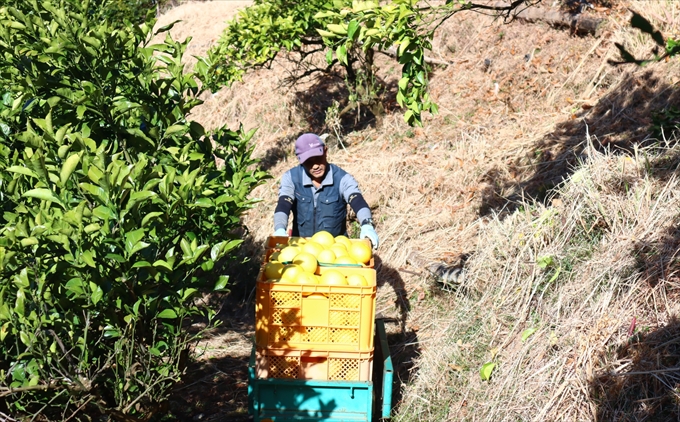 香る！さっぱり！岡林さんの土佐文旦　贈答用5kg