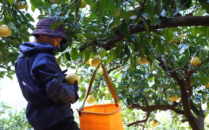 香る！さっぱり！岡林さんの土佐文旦　家庭用5kg