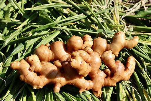 刈谷農園の生姜1kg